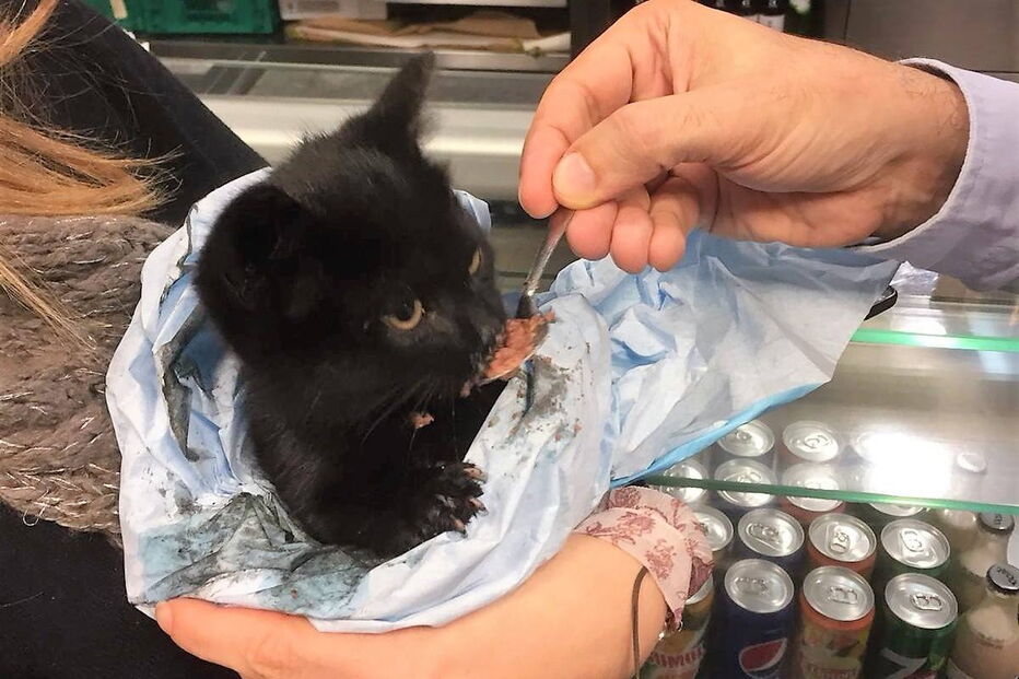 Gatinho foi salvo por uma equipa do INEM