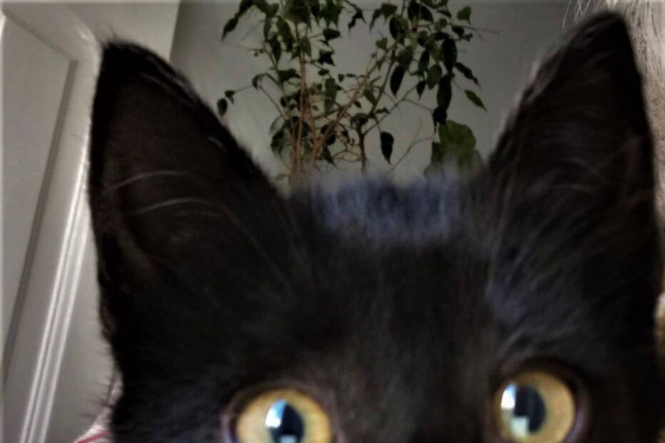 Gatinho foi salvo por uma equipa do INEM