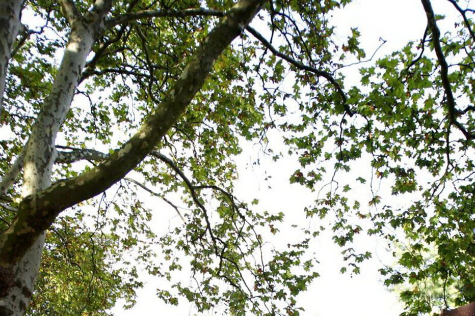 Agressão violenta ocorreu nos jardins da Cordoaria, no Porto