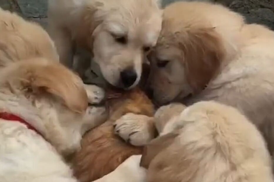 Gato 'asfixiado' por sete cachorros em Itália