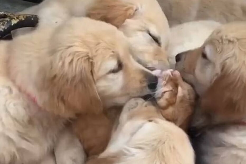 Gato 'asfixiado' por sete cachorros em Itália