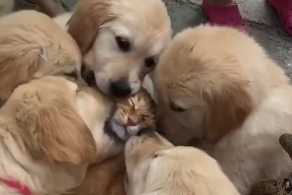 Gato 'asfixiado' por sete cachorros em Itália
