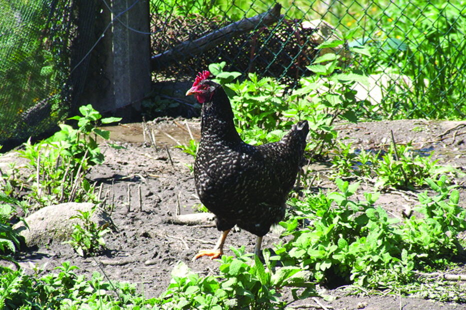 ‘Balbina’ é uma galinha de raça pedrês, em vias de extinção