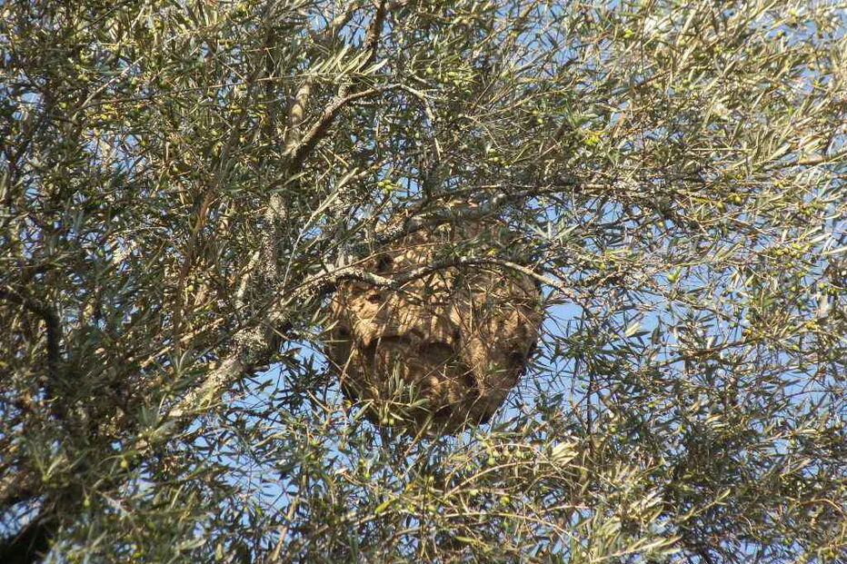 Ninho de vespa asiática