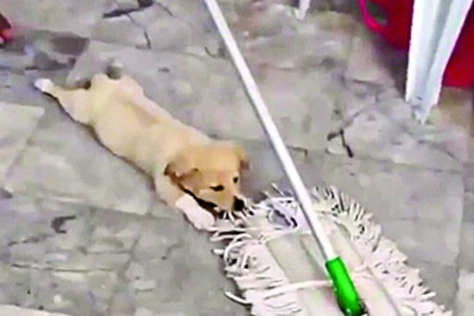 Cão espanador é solução para as limpezas em Londres