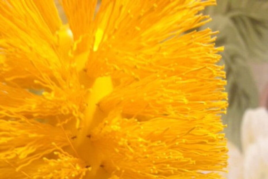 Piaçaba inspirado em Donald Trump