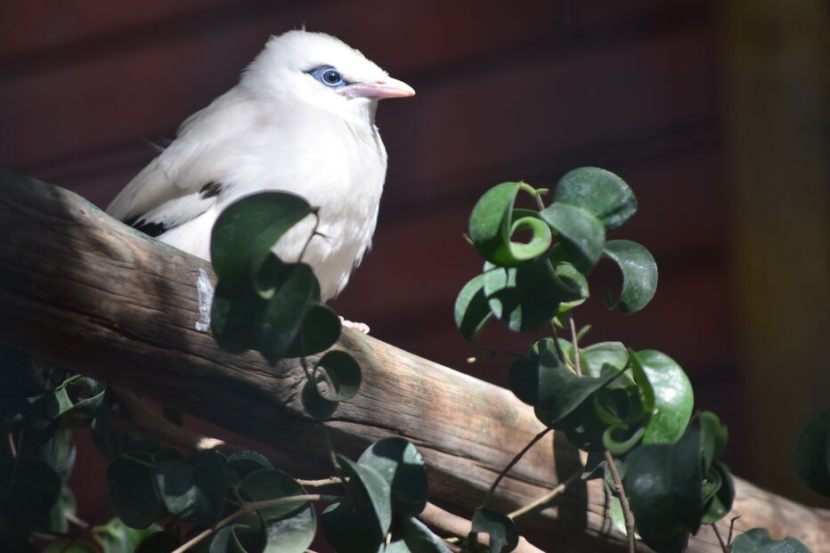 Nova cria de Mainá-do-bali do Jardim Zoológico de Lisboa