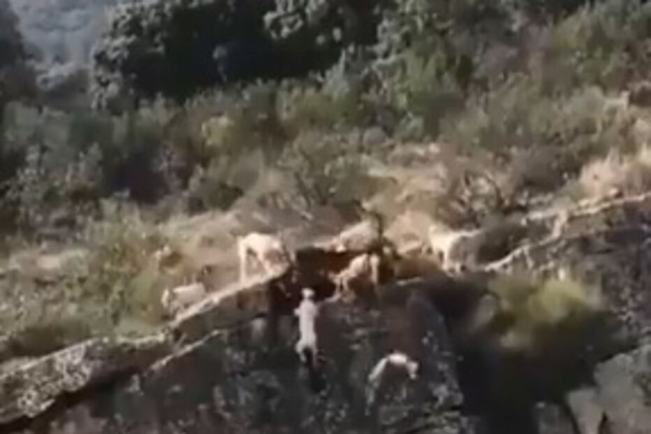 12 cães e um veado caem de ravina durante caçada em Espanha