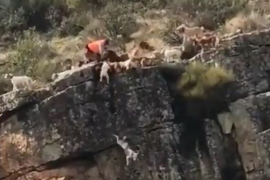 12 cães e um veado caem de ravina durante caçada em Espanha