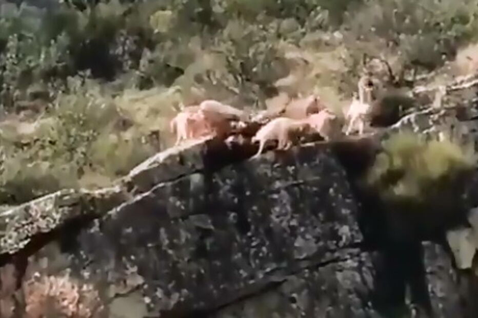 2018-11-19_16_23_09 cares.PNG