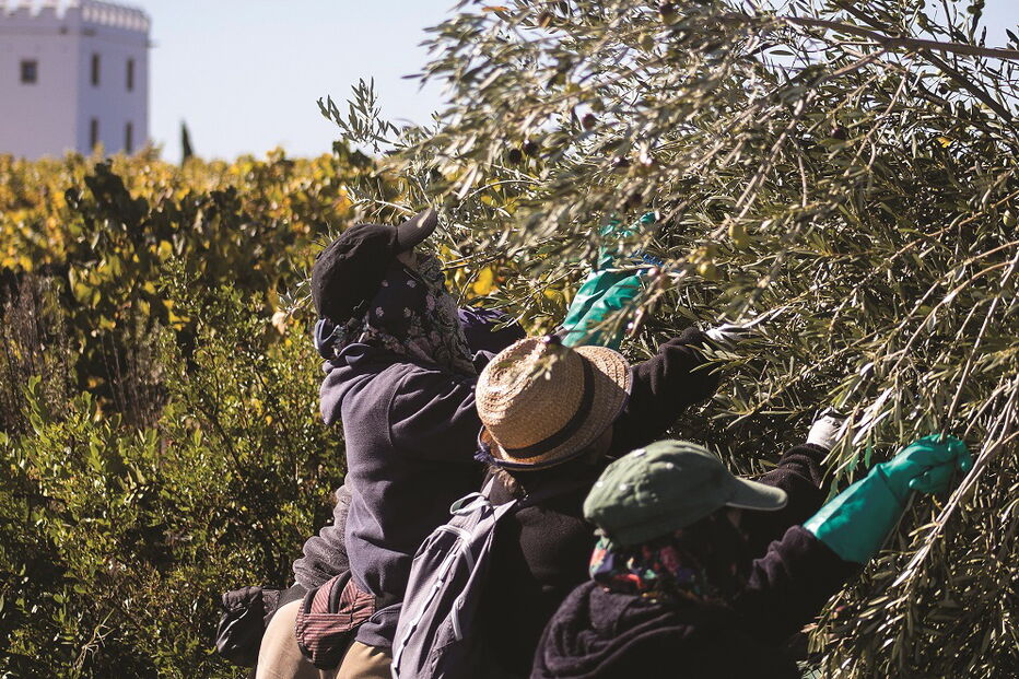 Herdade do Esporão tem programa de visitas com provas e almoço