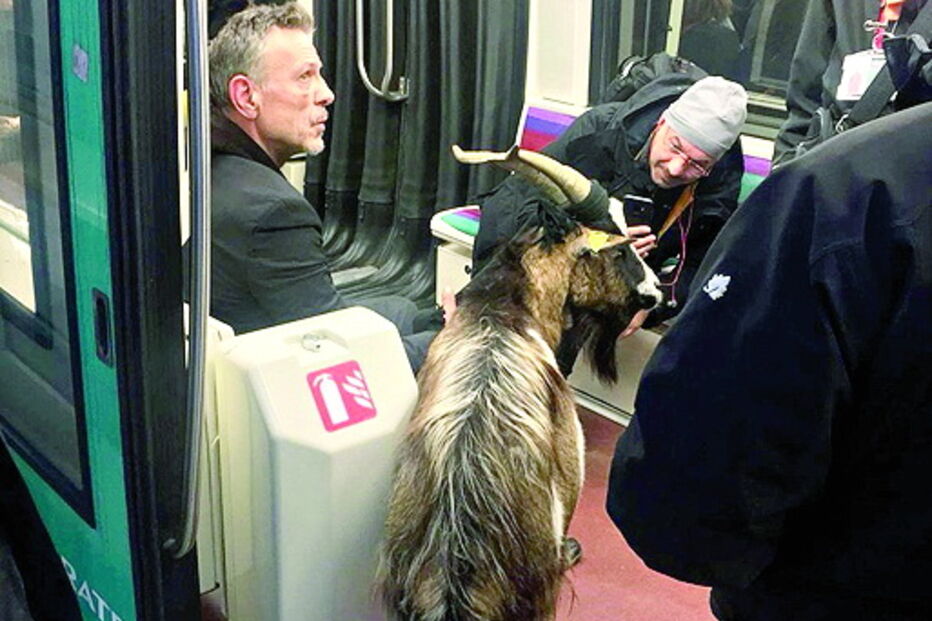 Homem rouba cabra e leva-a de metro em Paris