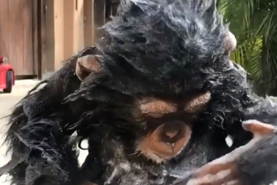 Chimpanzé asseado adora tomar banho