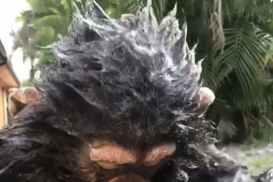 Chimpanzé asseado adora tomar banho