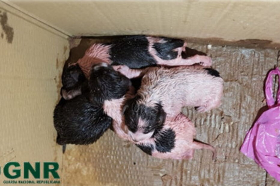 GNR resgata quatro cachorros em Campo Maior