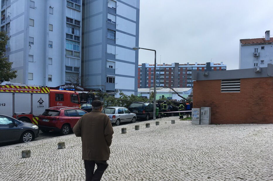 Queda de árvore nos Olivais