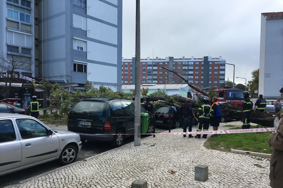 Queda de árvore nos Olivais