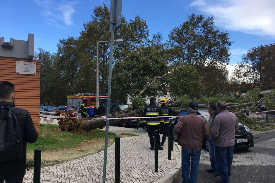 Queda de árvore nos Olivais