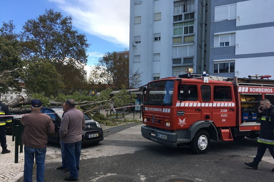 Queda de árvore nos Olivais