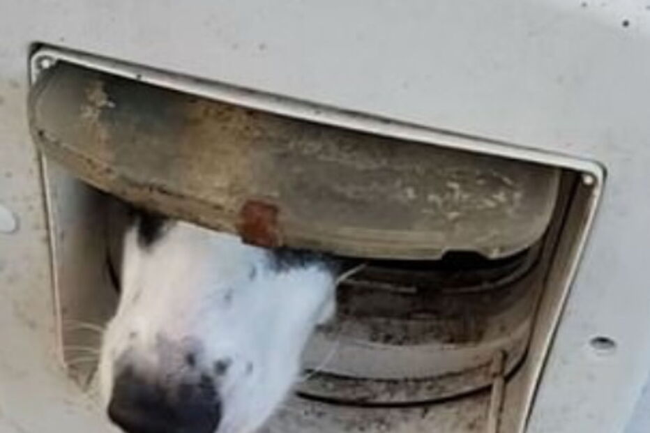 Cão recusa receber notificação postal