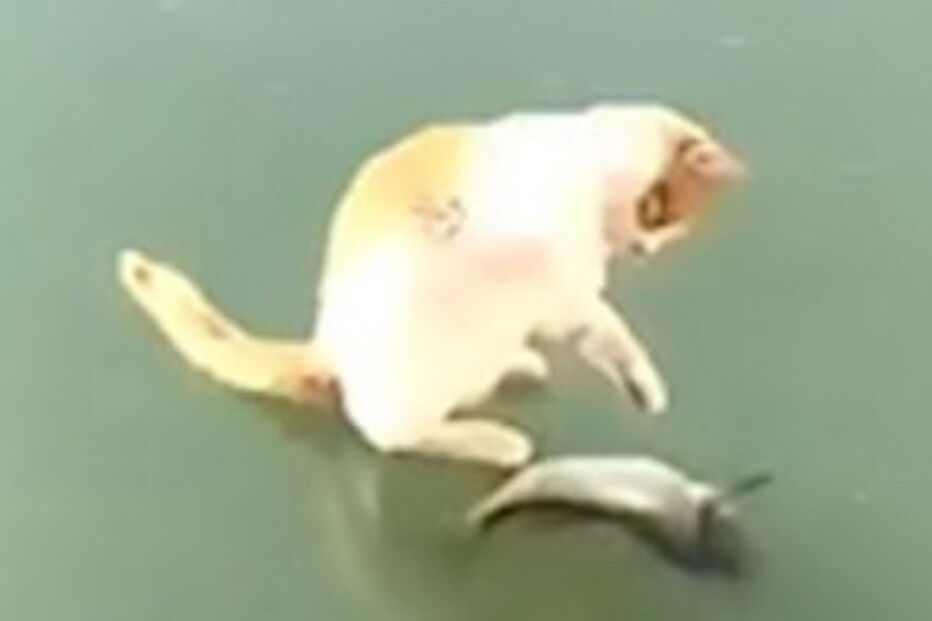 Gato encontra peixe debaixo de lago gelado e tenta desesperadamente apanhá-lo