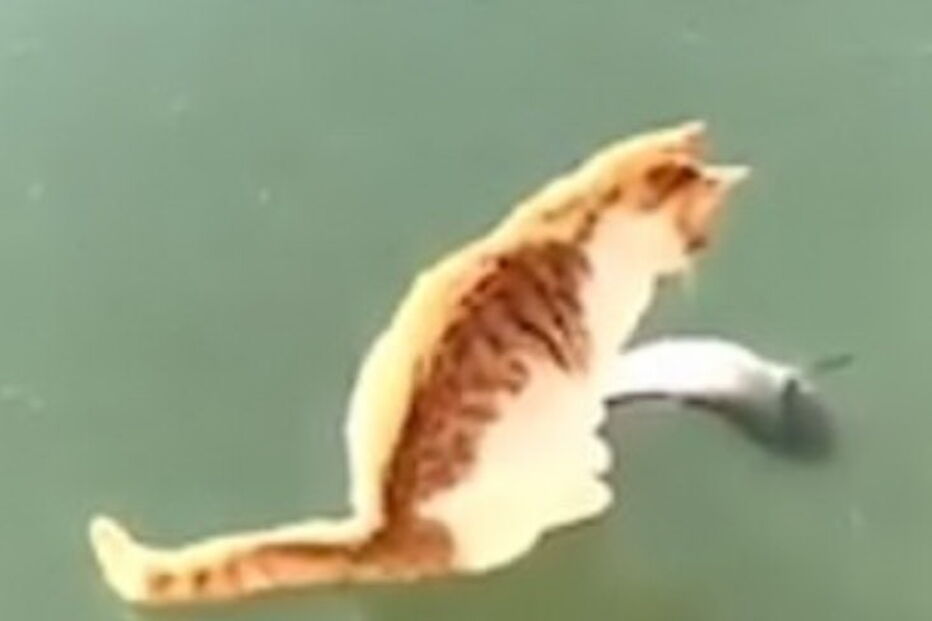 Gato encontra peixe debaixo de lago gelado e tenta desesperadamente apanhá-lo