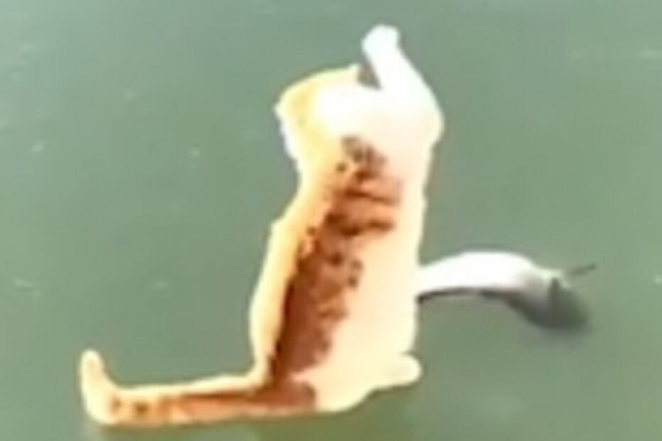 Gato encontra peixe debaixo de lago gelado e tenta desesperadamente apanhá-lo