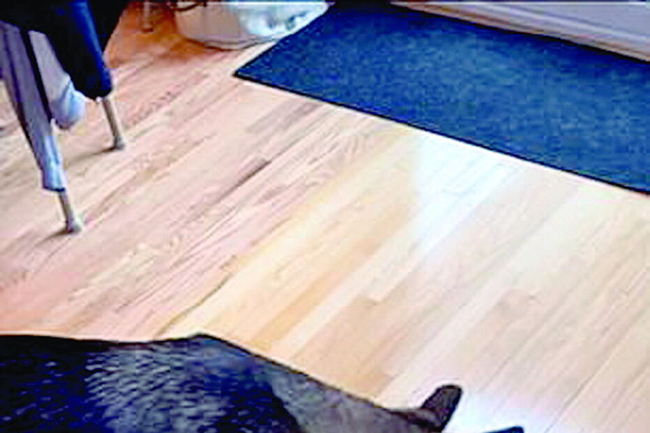 Cadela fica com a cabeça presa em saco de comida