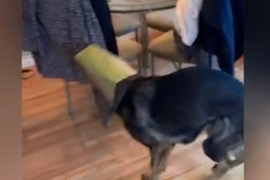 Cadela fica com a cabeça presa em saco de comida