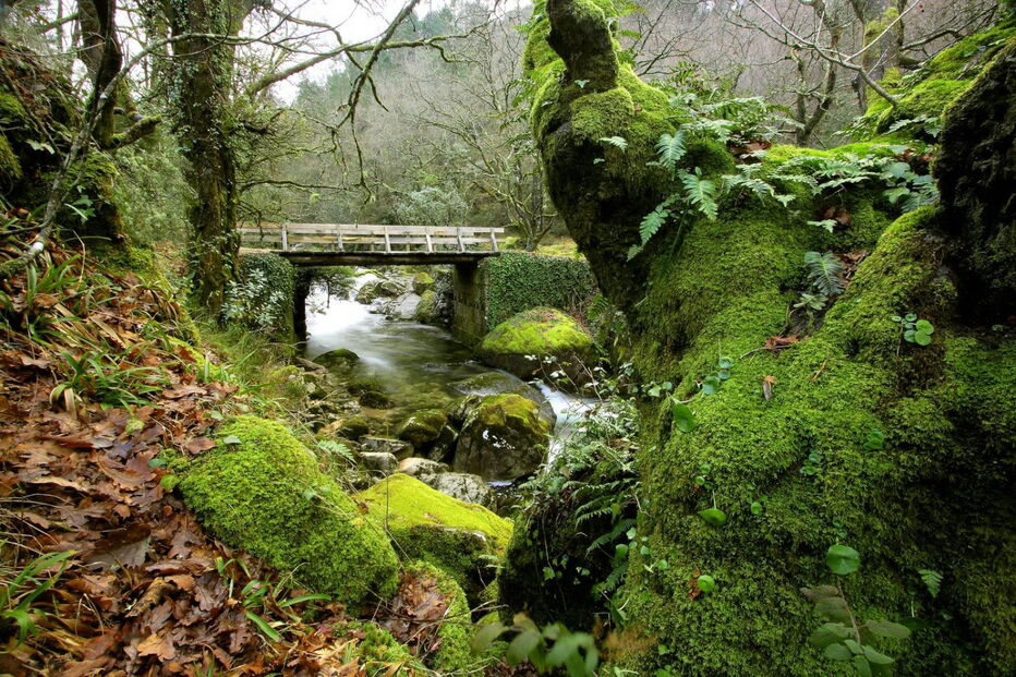 Mata de Albergaria no Gerês