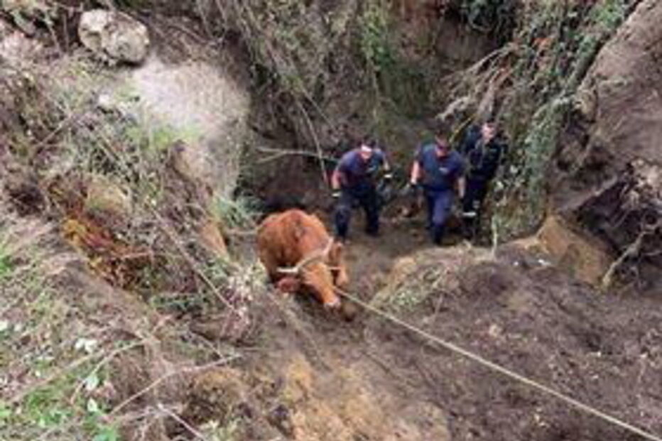 Bombeiro ferido em resgate de vaca em Arcos de Valdevez