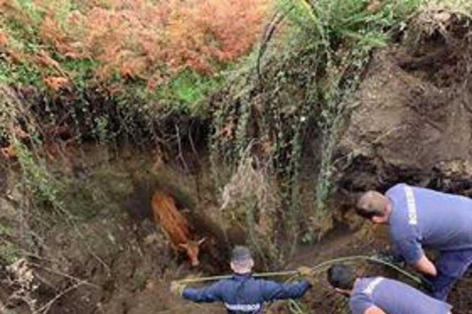 Bombeiro ferido em resgate de vaca em Arcos de Valdevez