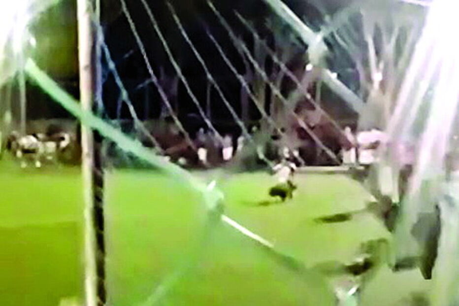 Cão guarda-redes defende penálti 