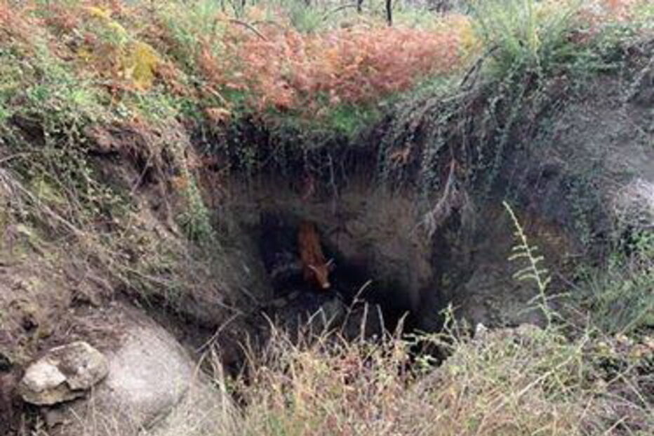 Bombeiros salvam vaca