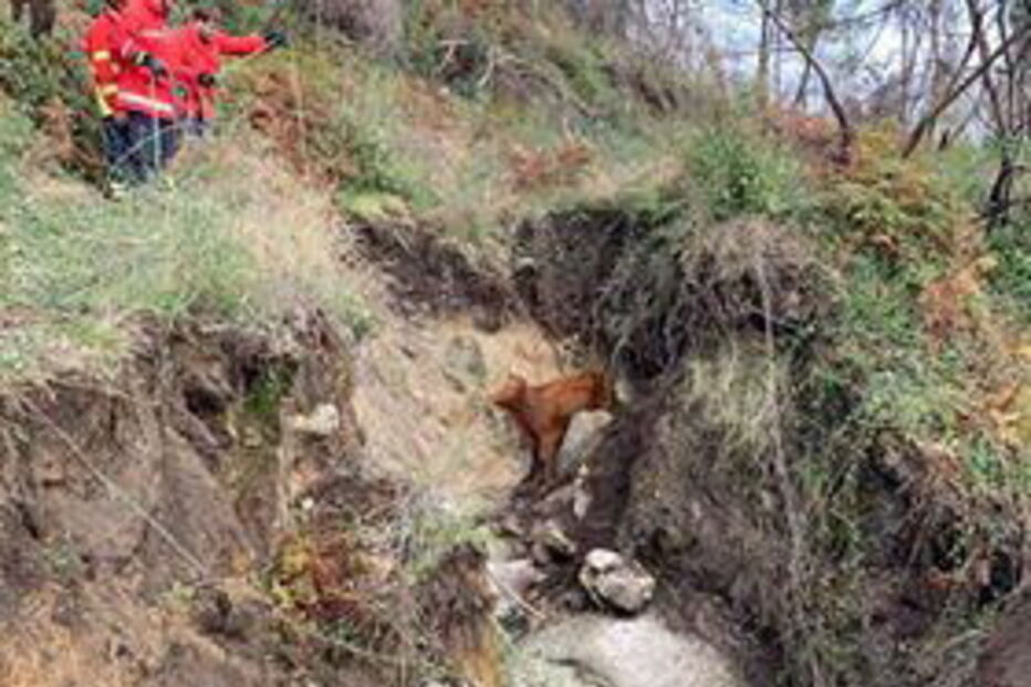 Bombeiros salvam vaca