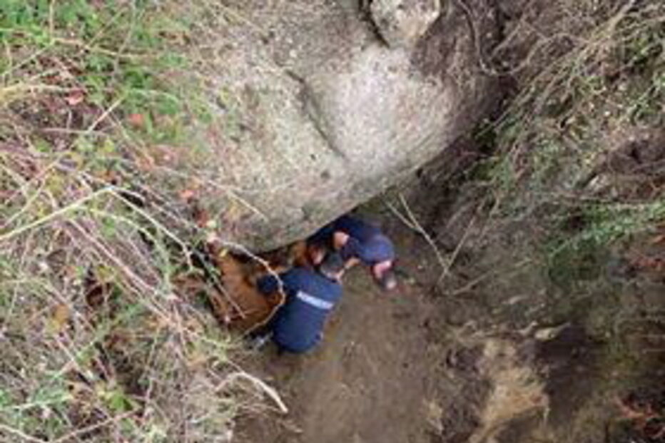 Bombeiros salvam vaca