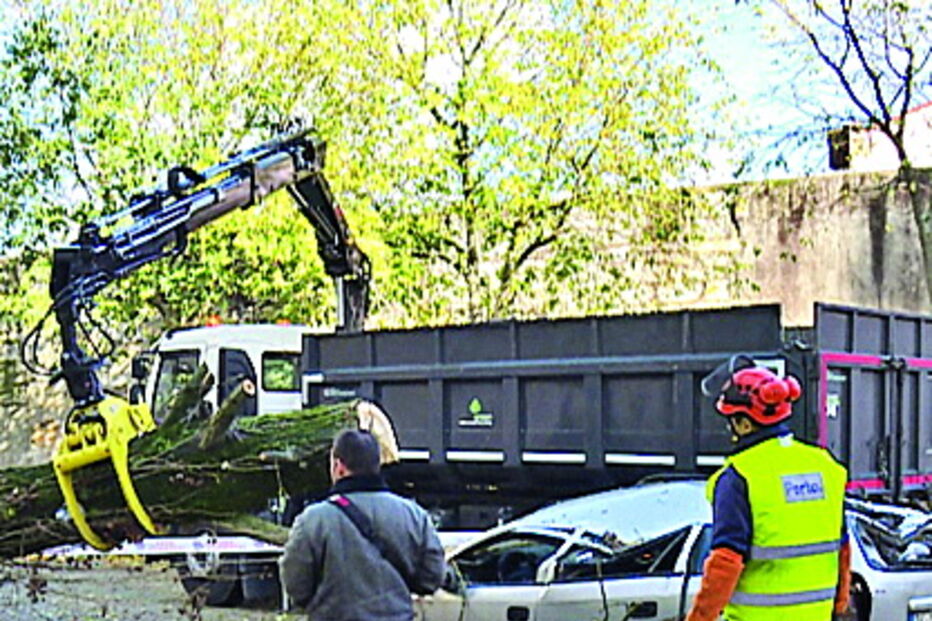 No Porto a queda de uma árvore destruiu um carro