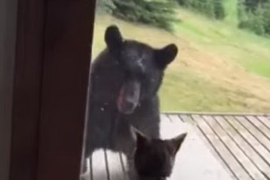 Gato afugenta urso com salto contra janela 