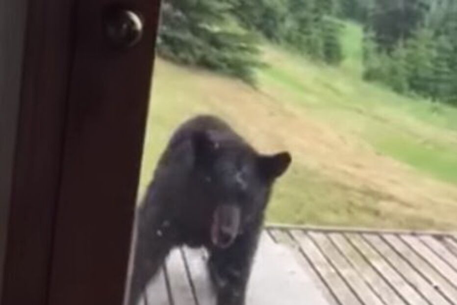 Gato afugenta urso com salto contra janela 