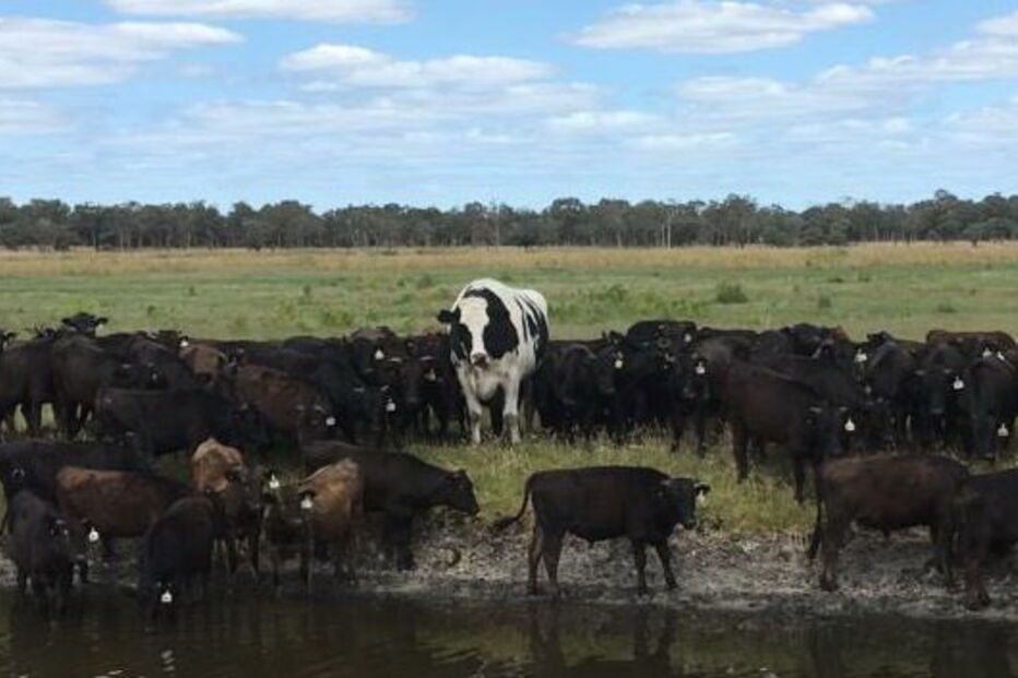 Knickers, o boi gigante que escapou do matadouro por ser grande demais