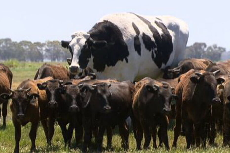 Knickers, o boi gigante que escapou do matadouro por ser grande demais