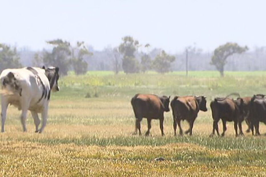 Knickers, o boi gigante que escapou do matadouro por ser grande demais