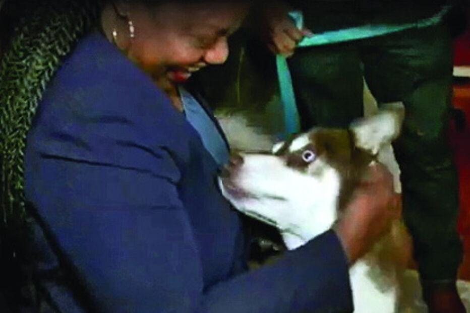 Cão volta a casa após 18 meses em viagem