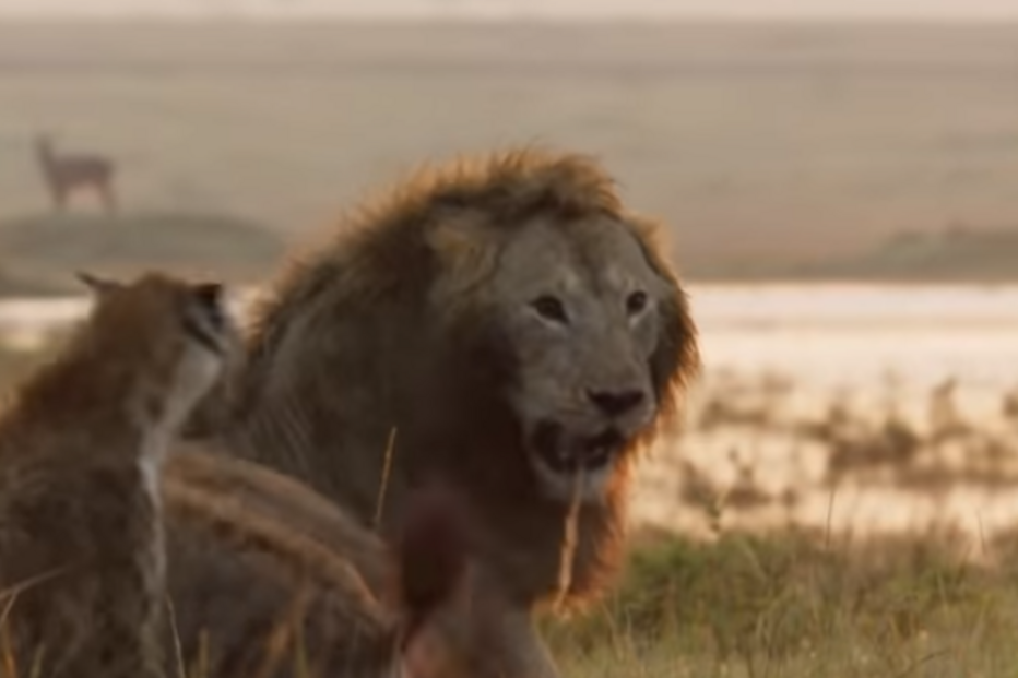 2018-11-29_13_45_43 leão hienas.png