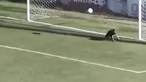 Cão invade campo e impede golo de equipa na Argentina