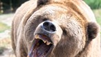 Homem sobrevive a ataque brutal de urso ao seguir conselhos da namorada