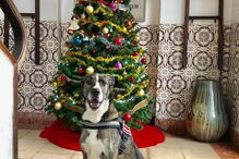 Cadela Nina é figura do calendário dos bombeiros de Viana do Castelo