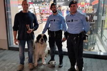 Cão perdido regressa a casa com a ajuda da GNR 