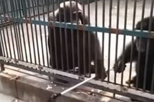 Chimpanzé honesto devolve  ‘selfie stick’ em jardim zoológico na China