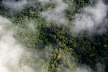 Floresta da Amazónia 